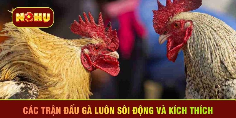 Các trận đấu gà luôn sôi động và kích thích