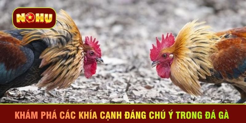 Khám phá các khía cạnh đáng chú ý trong đá gà 
